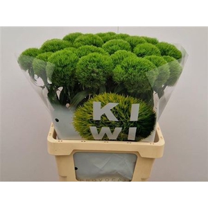 Di Barb Kiwi Mellow 65cm