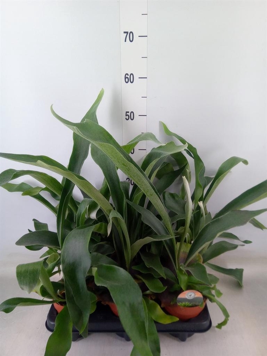 <h4>Platycerium bifurc.</h4>