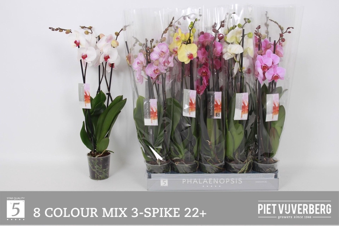 <h4>PHAL GEM 8 KL</h4>