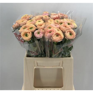 Ran Suc 1st Tuareg Salmone