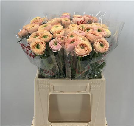 <h4>Ran Suc 1st Tuareg Salmone</h4>