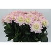 Dahlia Princess Kate
