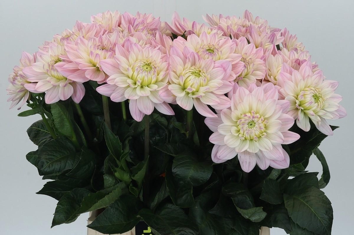 Dahlia Princess Kate