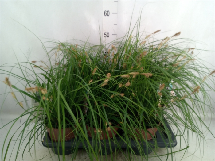<h4>Carex oshimensis</h4>