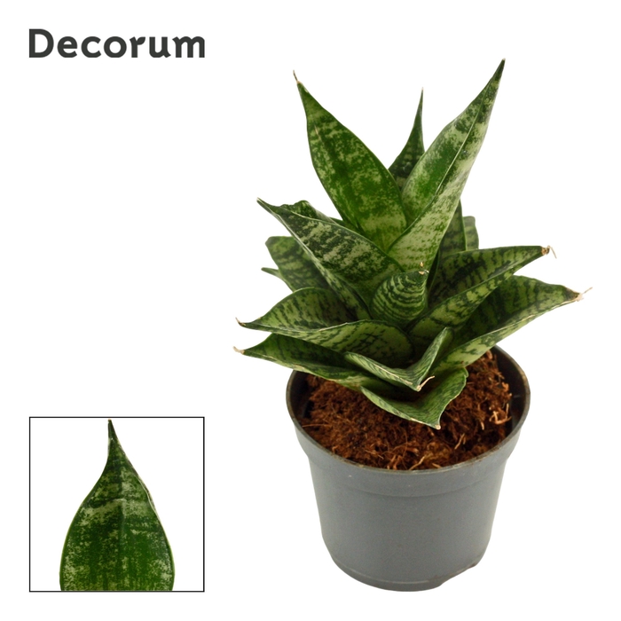 Sansevieria Erlandel Crown 6 cm (Decorum)