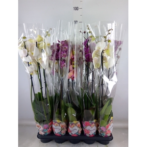 Phalaenopsis   ...mix  5