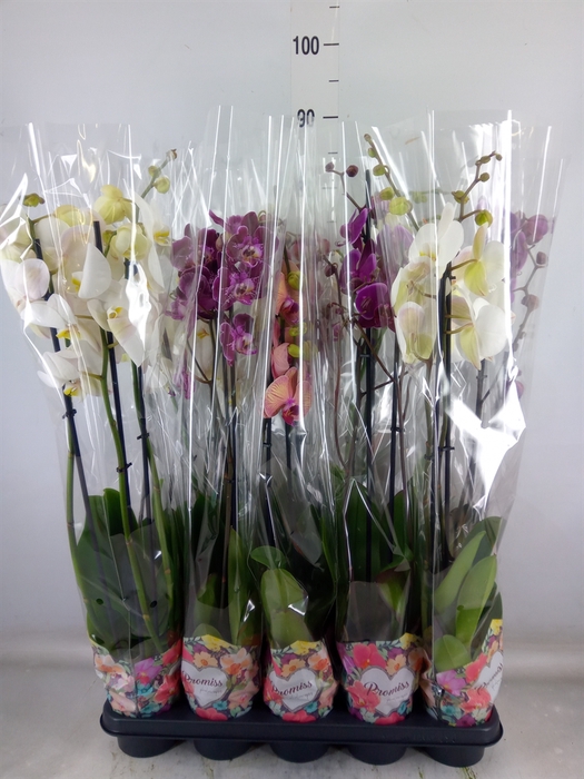<h4>Phalaenopsis   ...mix  5</h4>