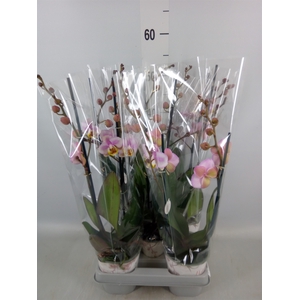 Phalaenopsis   ...