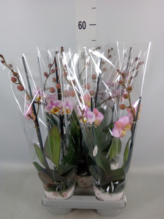 <h4>Phalaenopsis   ...</h4>