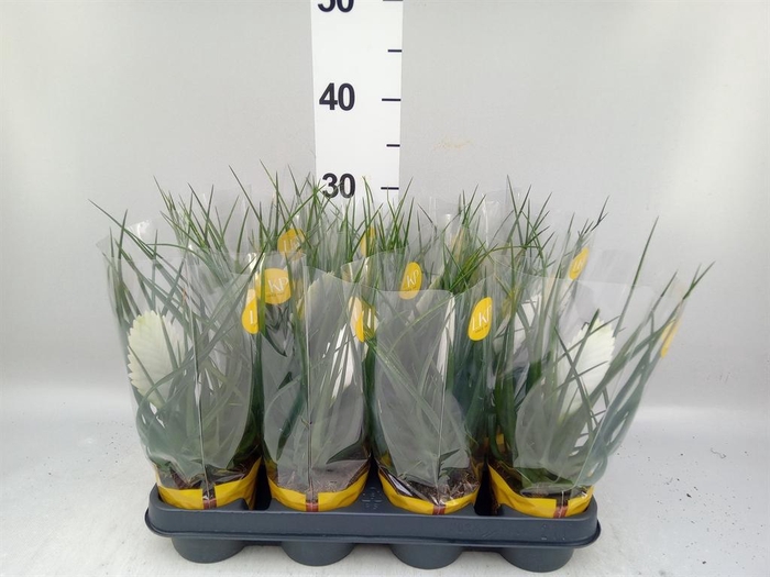 <h4>Tillandsia cyanea 'Biancini'</h4>
