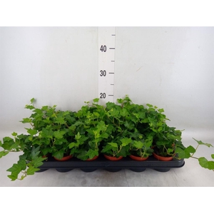 Hedera helix 'Wonder'