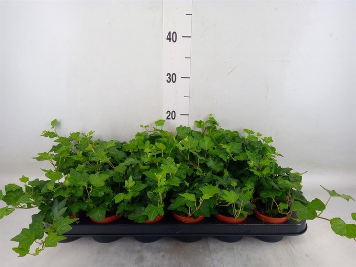 <h4>Hedera helix 'Wonder'</h4>