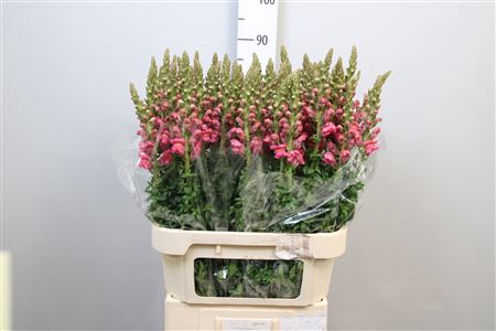 <h4>Antir Potomac Rose</h4>