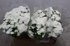 <h4>CHR SAN BAYKAL</h4>