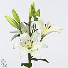 <h4>Li La Bach 4+</h4>
