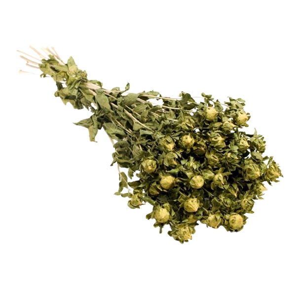 <h4>Droogbloemen - Carthamus Natural Green</h4>