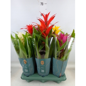 Guzmania   ...mix