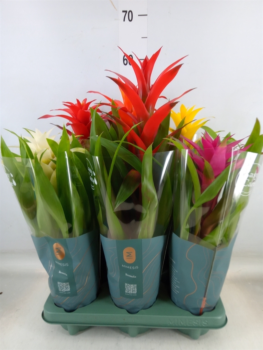 <h4>Guzmania   ...mix</h4>