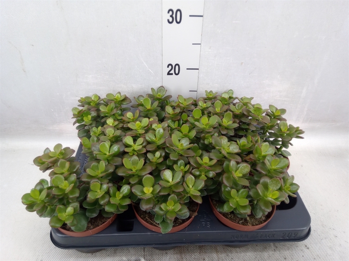 Crassula ovata 'Minor'