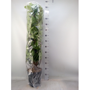 Philodendron pedatum