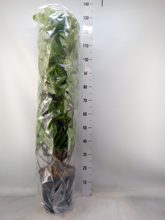 <h4>Philodendron pedatum</h4>