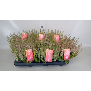 Calluna vulg. 'Beauty L Twin Sympl'