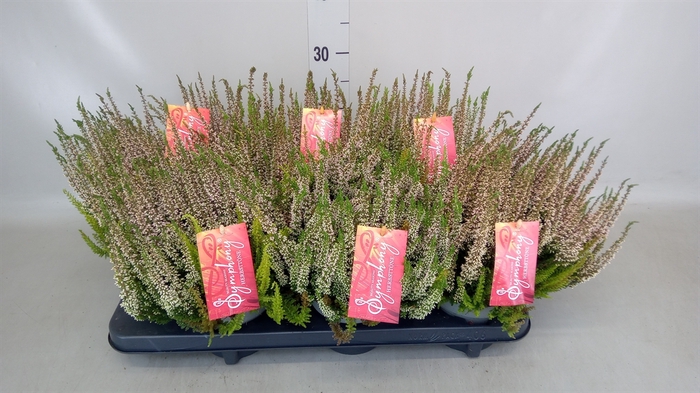 <h4>Calluna vulg. 'Beauty L Twin Sympl'</h4>
