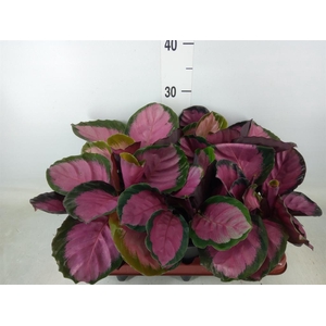 Calathea roseopicta 'Crimson'