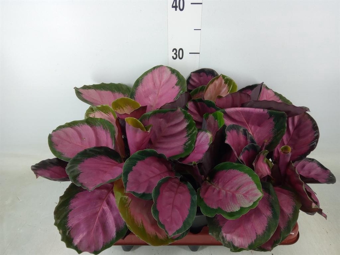 <h4>Calathea roseopicta 'Crimson'</h4>