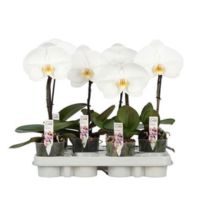 arr8 Phal Singolo 25cm Flower 1 Spike