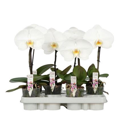 <h4>arr8 Phal Singolo 25cm Flower 1 Spike</h4>