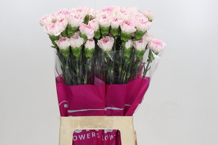 <h4>Dianthus St Yukari Cherry</h4>