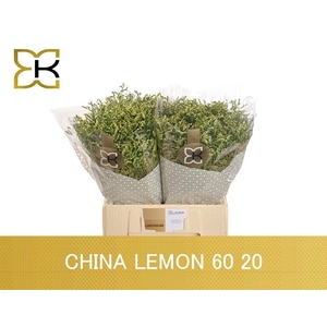 Lim Sin China Lemon
