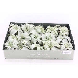 arr3 CP - Xerographica x15