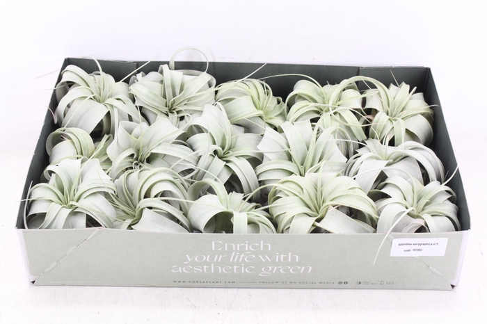 <h4>arr3 CP - Xerographica x15</h4>