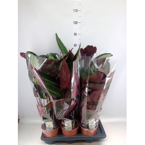 Calathea   ...mix