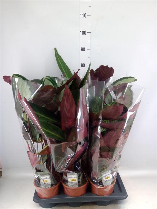 <h4>Calathea   ...mix</h4>