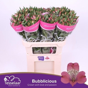 ALSTR BUBBLICIOUS