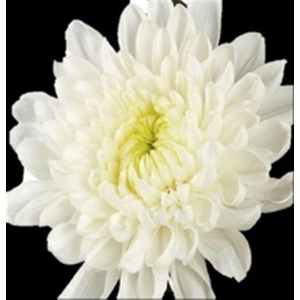 Chr G Salma Cream