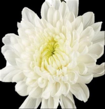 <h4>Chr G Salma Cream</h4>
