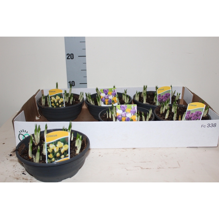 <h4>CROCUS GEM</h4>
