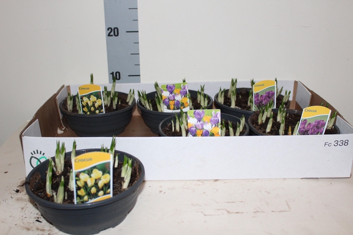<h4>CROCUS GEM</h4>