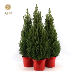 Picea gl. 'December'® P26 80/90 in Pot Red