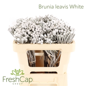 Brunia Leavis White