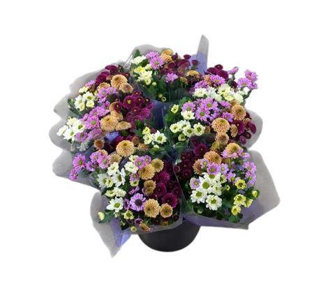 <h4>Chr San Gem In Bos</h4>