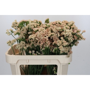 Limonium sinuatum Lucia Apricot
