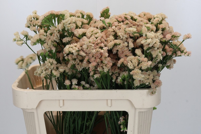 <h4>Limonium sinuatum Lucia Apricot</h4>