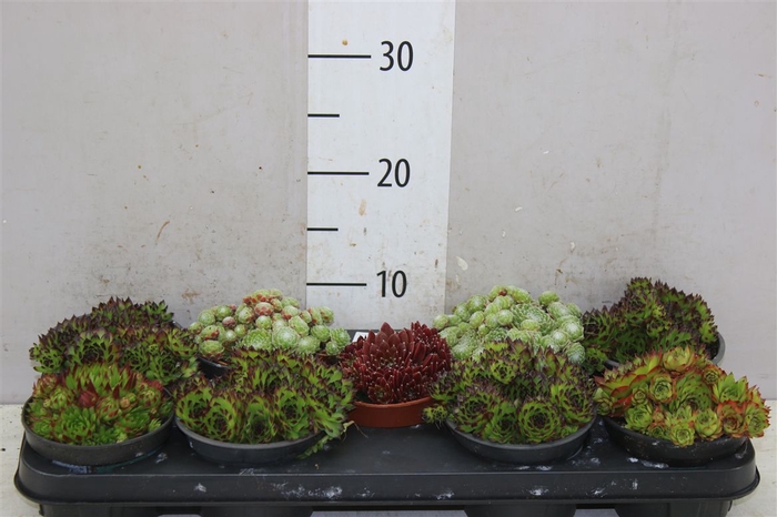 <h4>Sempervivum Hybr Gemengd</h4>