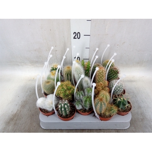 Cactus   ...mix