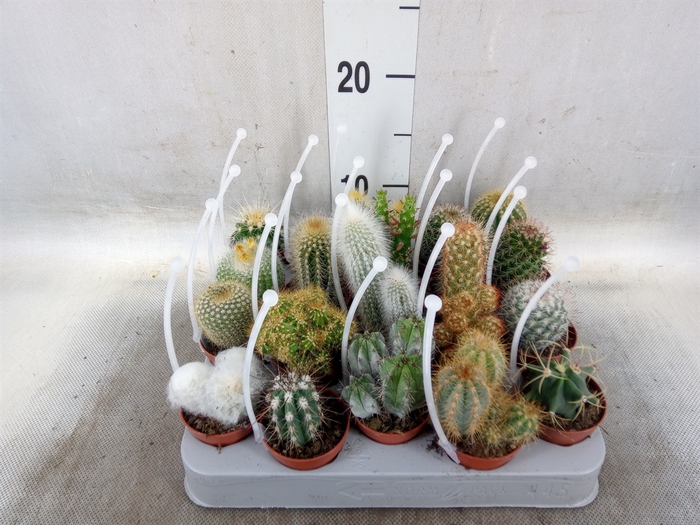 <h4>Cactus   ...mix</h4>